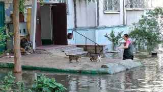 Женщина кормит кошек в затопленном районе Остров в Херсоне